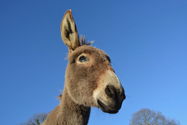 Who used a donkey's jawbone to kill 1,000 Philistines?