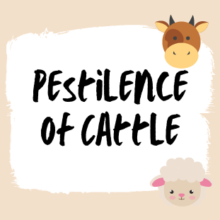 Pestilence of cattle