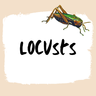 Locusts